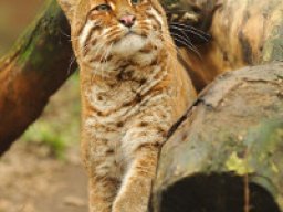 chat_de_temminck_20211211_1832246699
